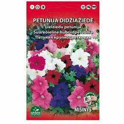 seklas-lielziedu-petunija